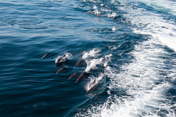 pod of dolphins alongside boat © Meg Elmore
