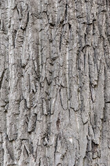 Background image od tree bark