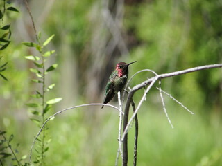 red hummingbird