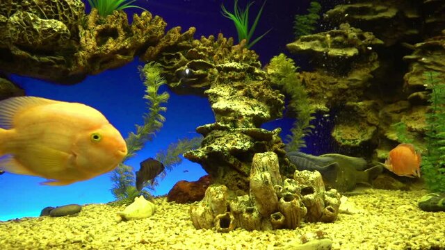 Diverse Coral Reef Ecosystem In Oceanarium - Colorful Fish Swimming Around