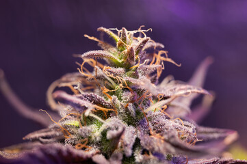 cannabis flower marijuana resinous bud, natural cbd medicine trichome