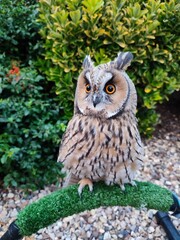 Long Eared Owl