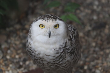 Snowy Owl