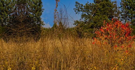 Las , drzewa , trawy , krzew o czerwonych liściach . Forest, trees, grass, bush with red leaves. © Grzegorz