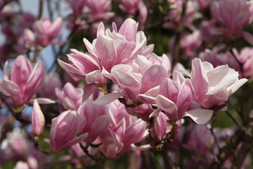 Magnolia soulangeana	