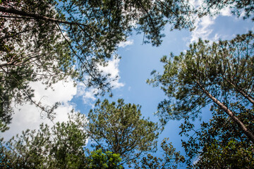 Look Up In Pine Forest  Thailand