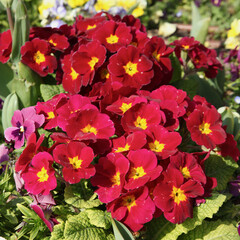 Primevère rouge dans un massif	