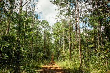 Way and Forest trees on nature background.