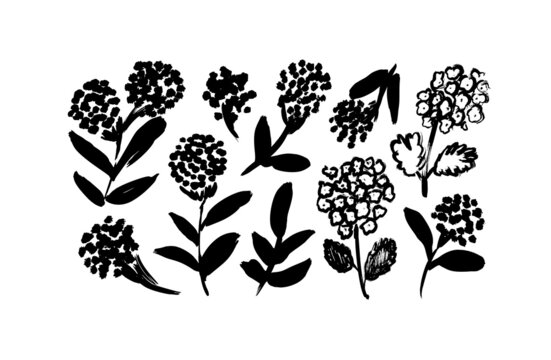 Hydrangea and hortensia hand drawn paint vector set. Ink drawing flowers with leaves, monochrome botanical illustration. Isolated floral elements, hand drawn ink illustration. Brush strokes silhouette