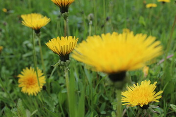 yellow dandelions in a field