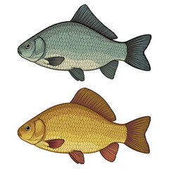 Two types of crucian carp. Color vector illustration of a fish. Crucian carp, isolated on a white background.