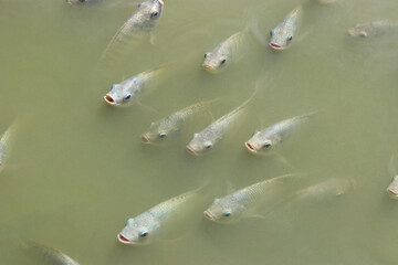 Many fish in the natural waters.