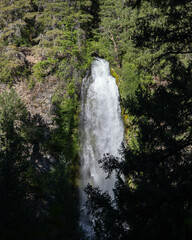 Obraz premium waterfall in the forest