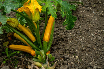 Squash plant with blossoms. Yellow zucchini in the garden. Organic vegetables. Courgette plant with yellow fruits growing in the garden bed outdoors. Cucurbita pepo.