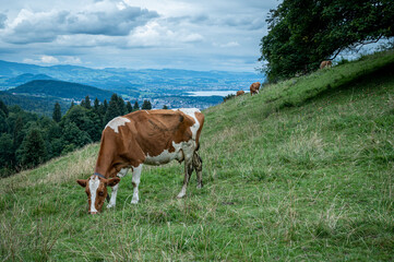 Cow grazing on the meadow in Switzerland.