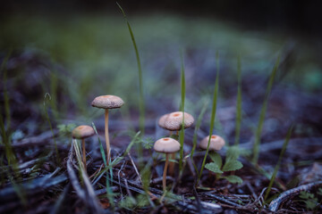 mushrooms in the grass