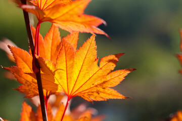 Orange leafs of a Japanese Maple tree in autumn