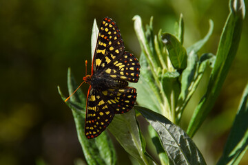 Checkerspot Butterfly