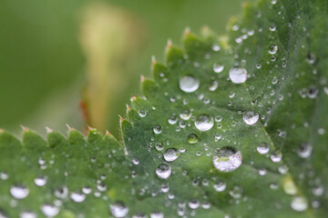 Macro photo of raindrops on a green leaf