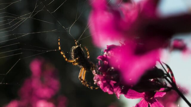 A big spider in macro photography. Creative. A tarantula sits on its web in the sunlight next to purple flowers .