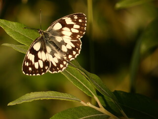 Marbled white butterfly (Melanargia galathea) resting on green leaves, Poland