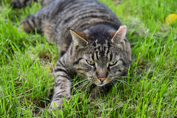 Cat Felix enjoys being outside in the grass