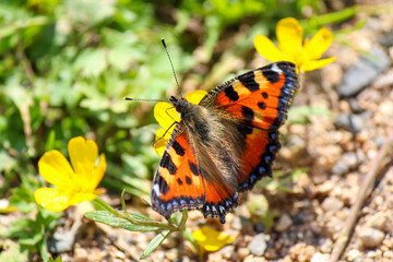 Heliconius melpomene butterfly on a green leaf