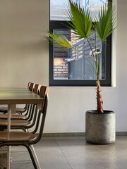 wooden chairs and potted plant in a coffee shop