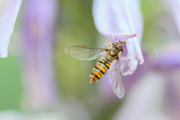 A hoverfly sitting on the pollen of a purple white flower