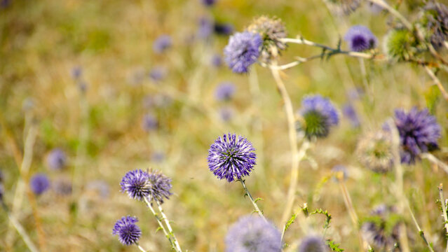 Flowers of blue thistle bloom in meadow. Flower heads of Echinops, Blue Thistle or milk thistle, Echinops spinosissimus Turra is European plant species in thistle family in family of sunflower