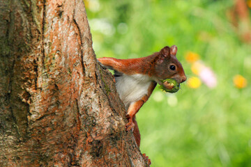 A busy squirrel gathering nuts and eating them