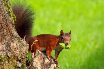 A busy squirrel gathering nuts and eating them © imagoDens