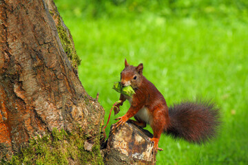 A busy squirrel gathering nuts and eating them