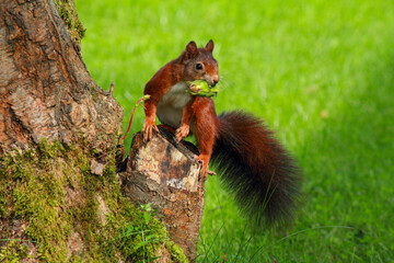 A busy squirrel gathering nuts and eating them