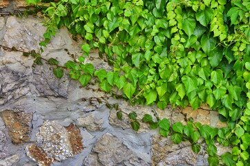 Fototapeta premium Girlish Grapes Pattern.Veitchii wild vine .