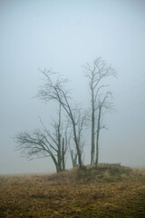 tree in fog