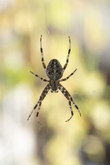 A Spider with a striped pattern waiting for its prey