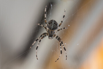 A Spider with a striped pattern waiting for its prey
