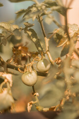 christmas tree decoration