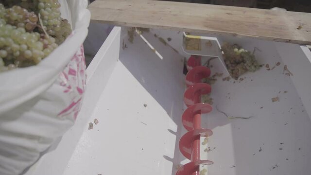 Grapes in the grape crusher machine. The corkscrew crusher. Slow Motion 100