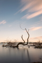 Long exposure view of skeletal tree on a lake with moving clouds