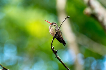 Beautiful Gilded Hummingbird in a tree in Brazil, Brazilian birds in a green nature