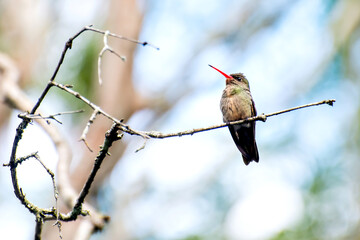 Beautiful Gilded Hummingbird in a tree in Brazil, Brazilian birds
