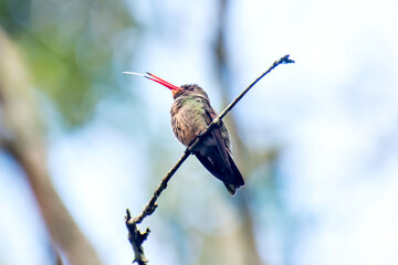 Beautiful Gilded Hummingbird showing the tongue in a tree in Brazil, hummingbird tongue