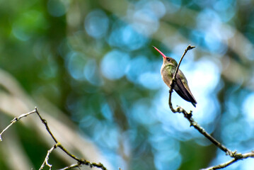 Beautiful Gilded Hummingbird in a tree in Brazil, Brazilian birds