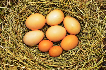 The lifestyle of the farm in the countryside, fresh eggs from the farm in the countryside