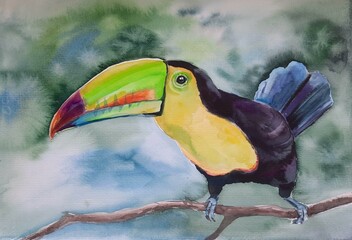 Toucan. Watercolor illustration. Bright bird