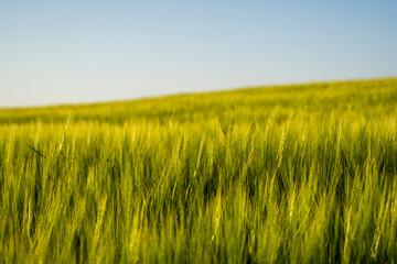 Landskape of an agricultural field with a green barley. Nature. Agricultural proces of growing cerals.