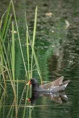 Moorhen swims in a pond.
Common moorhen - Gallinula Chloropus