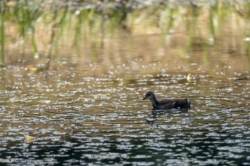 Juvenile moorhen swims in a pond.
Common moorhen - Gallinula Chloropus